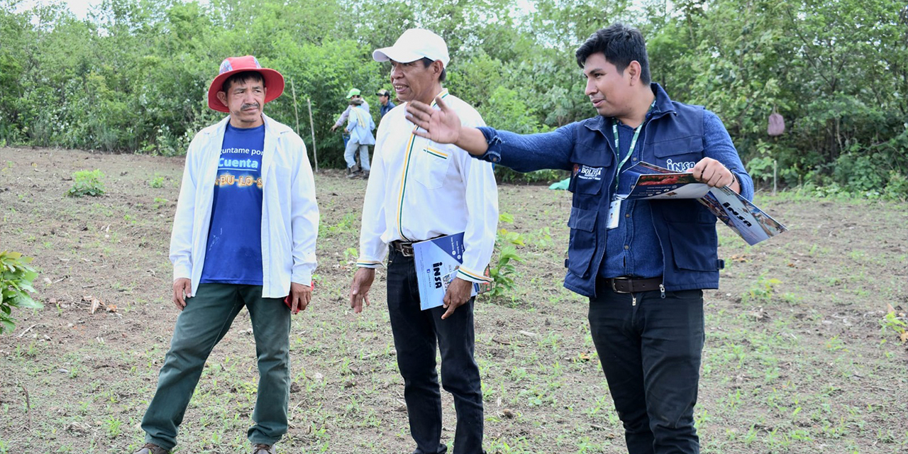 Técnicos del INSA inspeccionan un cultivo asegurado. Foto: INSA