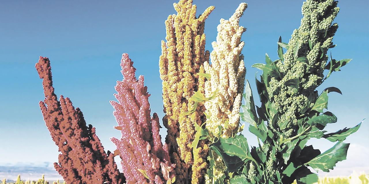 El grano de oro boliviano es muy apreciado en el exterior.  | Foto: Archivo