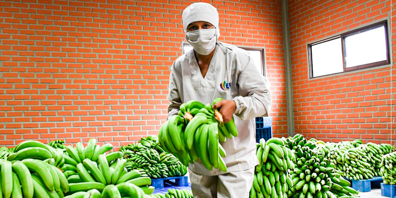 El banano es una de las frutas que serán industrializadas en el país. Foto: Archivo