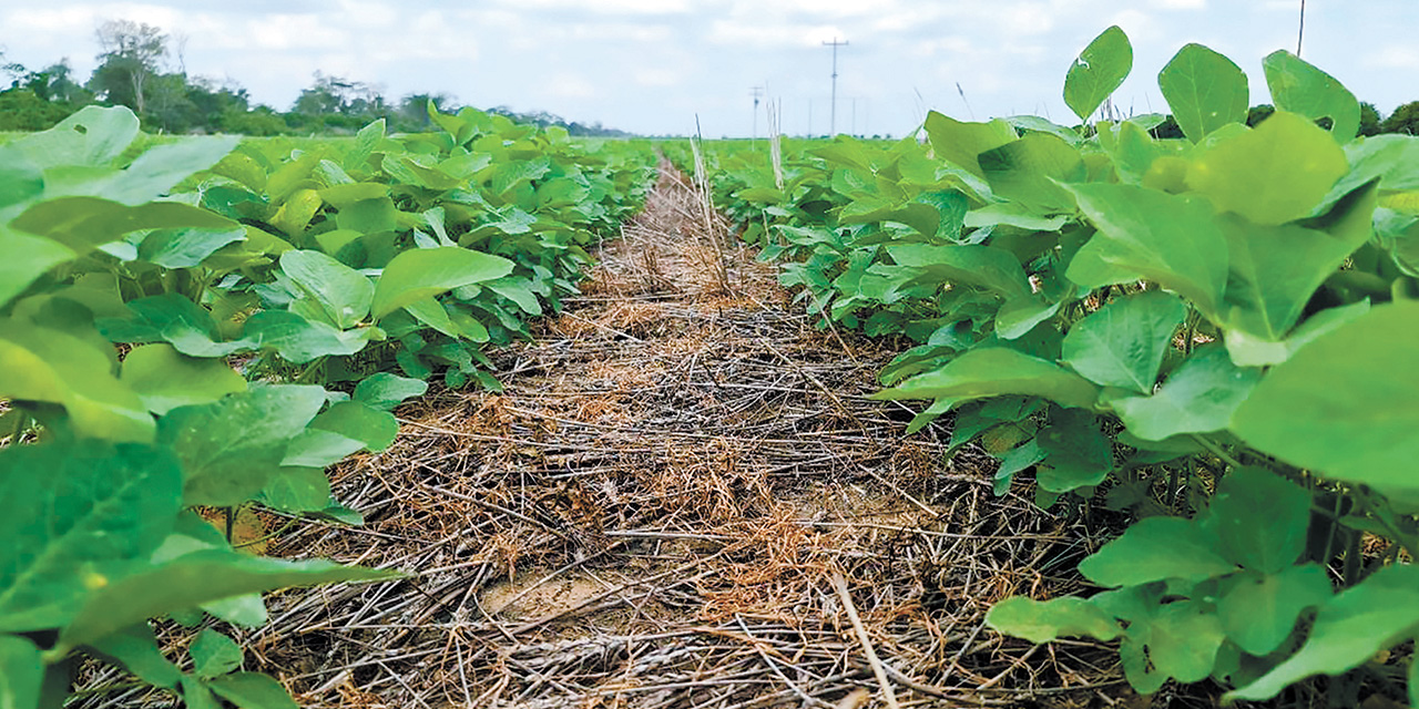 Cultivo de soya en el oriente boliviano. Foto: RRSS