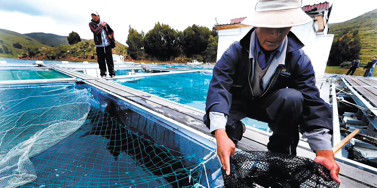 Los productores piscícolas reciben el apoyo a través de programas y proyectos. Foto: RRSS