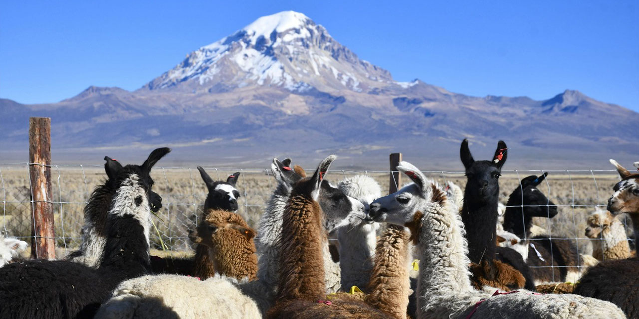 Algunos ejemplares de camélidos serán expuestos el martes. Foto: Archivo