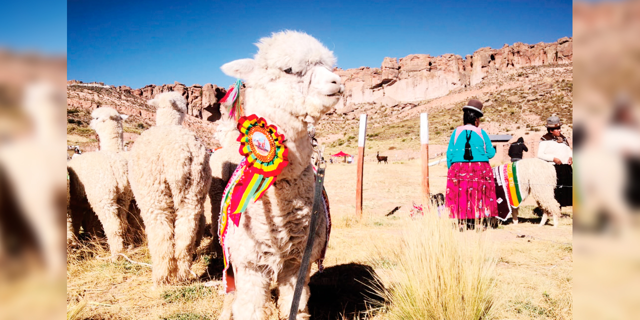 Los mejores ejemplares de los camélidos serán expuestos en el lanzamiento. Foto: MDRyT