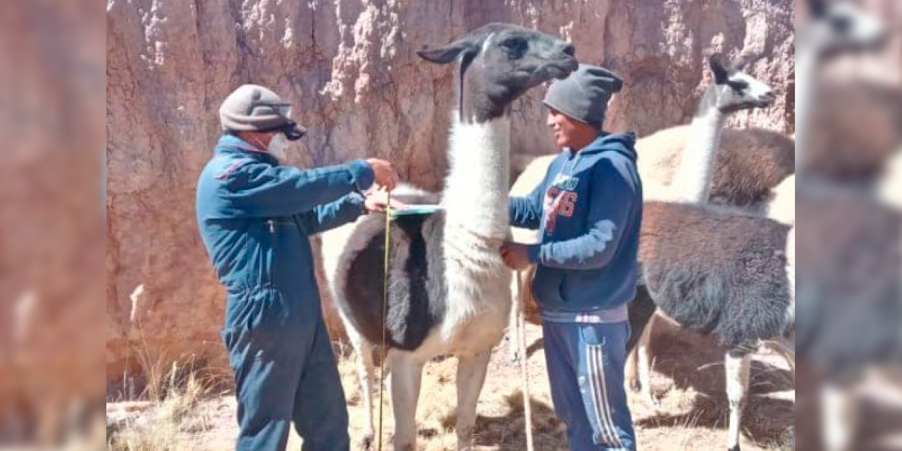 Crianza de camélidos en el departamento de Oruro. Foto: Sedag Oruro