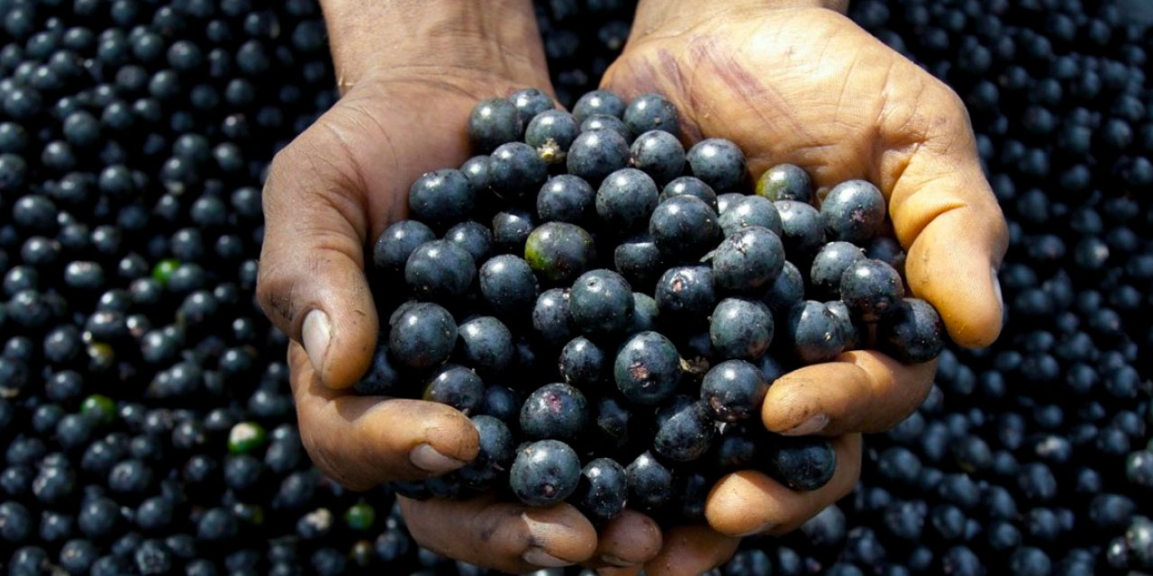 El asaí tiene un aspecto similar al de las moras azules. Foto: Archivo