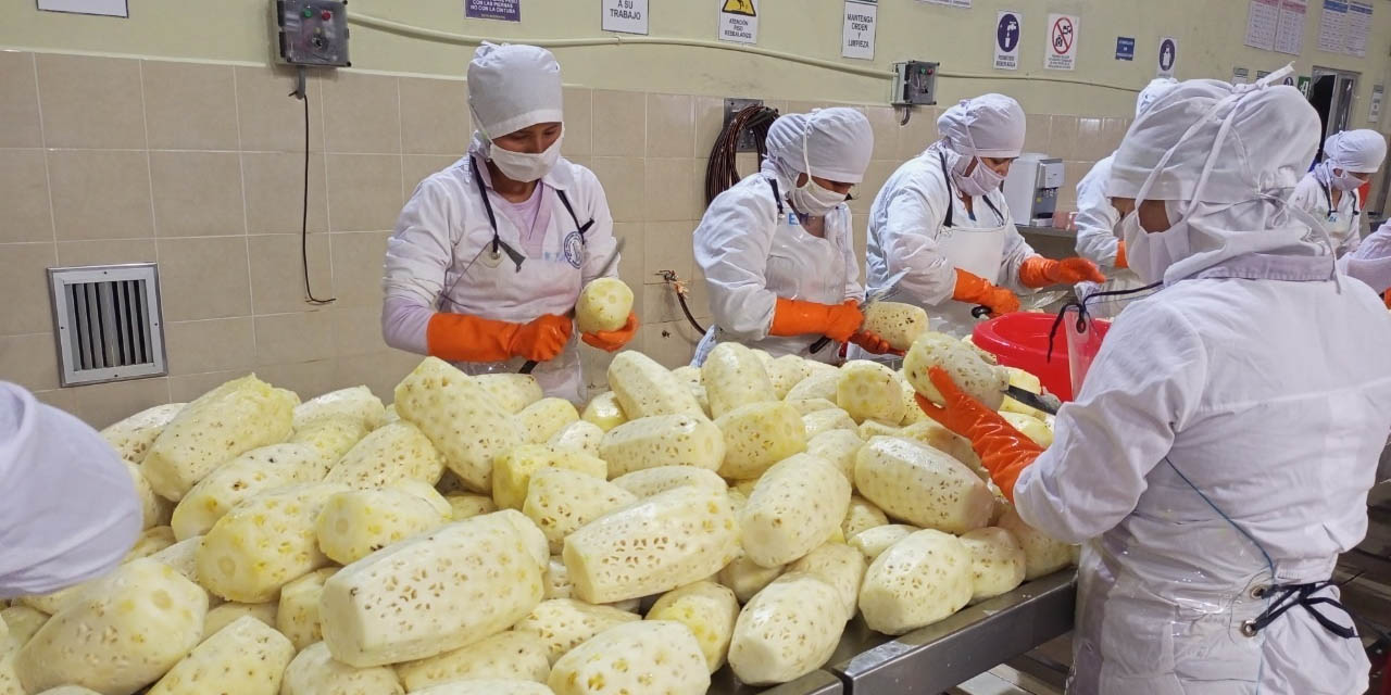 Proceso de pelado de la piña para su posterior enlatado en la planta procesadora, ubicada en el trópico de Cochabamba. | Foto: Insumos Bolivia