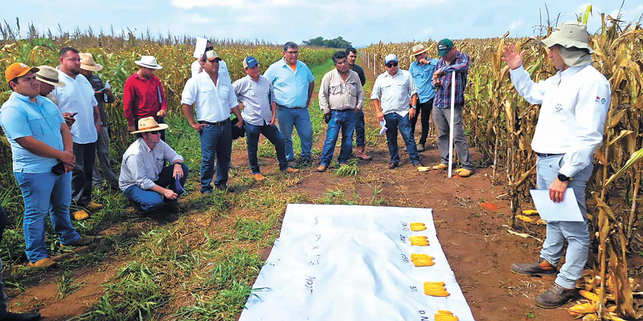 Los investigadores y productores revisan los ensayos de los cultivos. Foto: Anapo