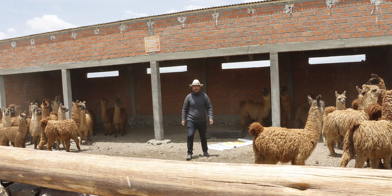 Algunos de los financiamientos ahora van a la construcción de dormideros para llamas. Foto:  Pro Camélidos