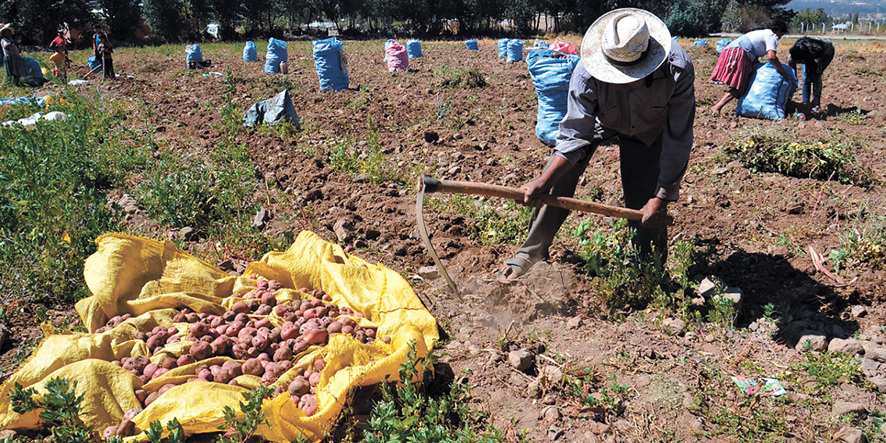 Los programas incrementaron los volúmenes de producción de diversos alimentos. Foto: Archivo