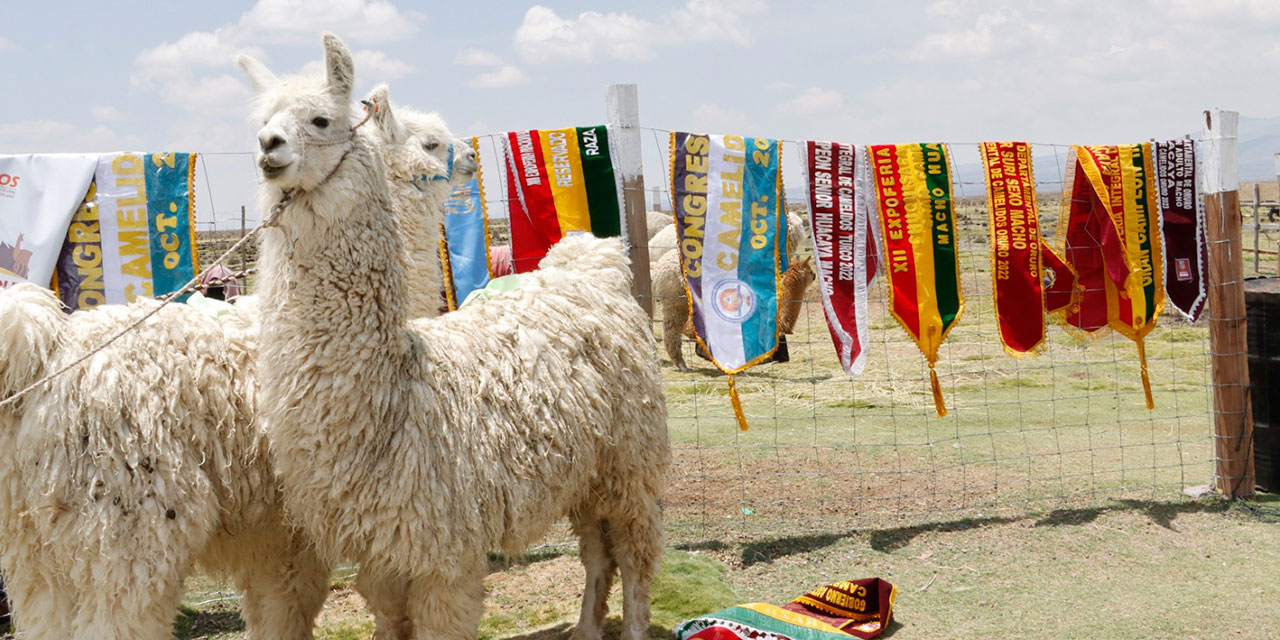 Los ejemplares mejorados genéticamente también estarán presentes en los eventos. Foto:  Pro camélidos