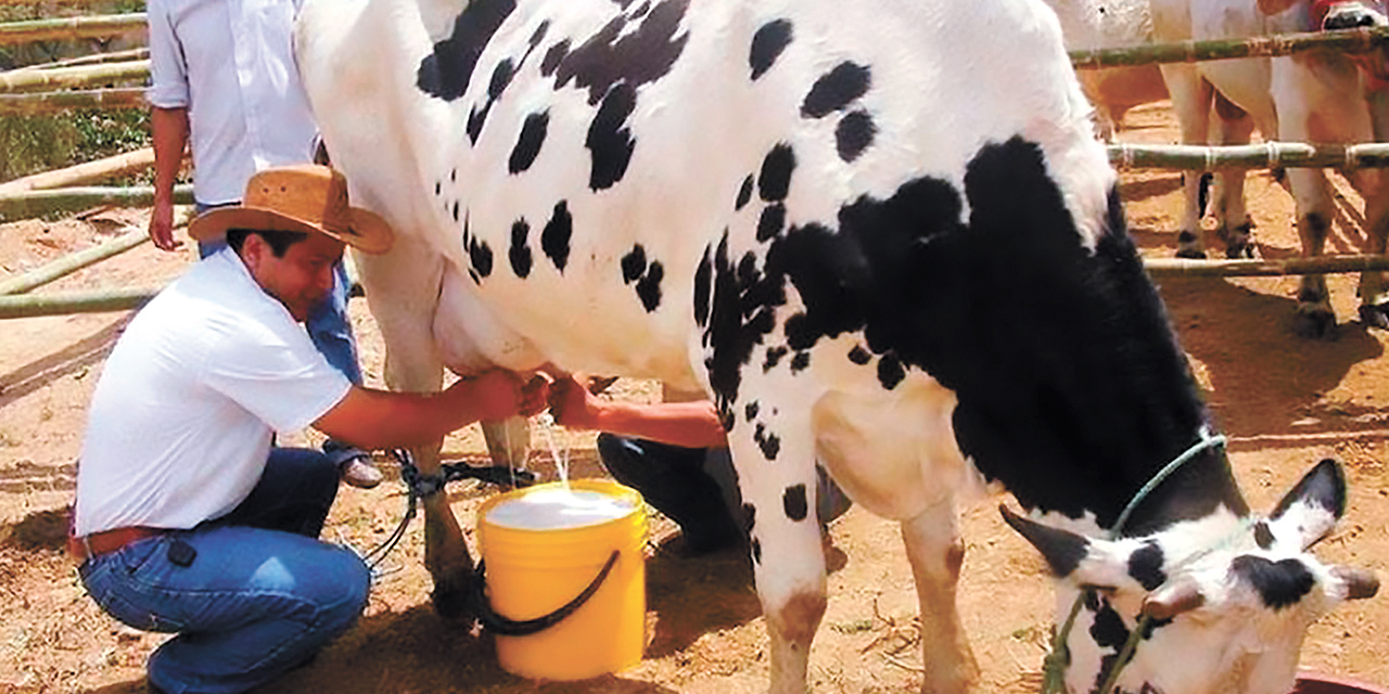 El promedio de producción de leche por día en el país es de ocho litros por vaca. Foto: RRSS