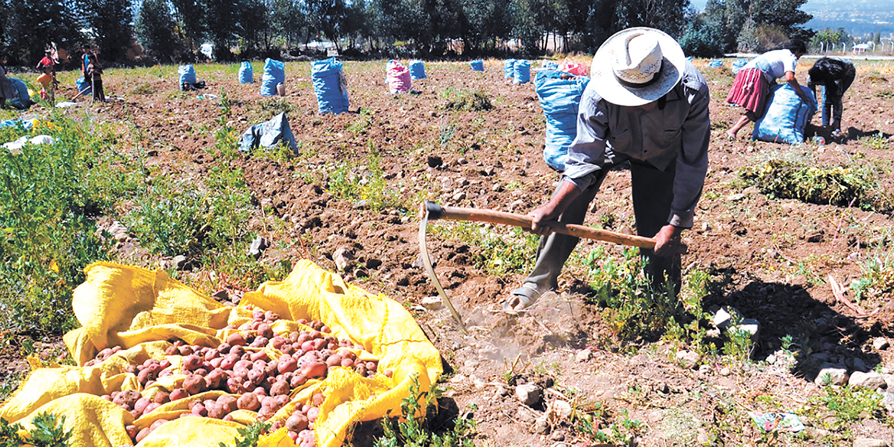 Los productores primarios se benefician con las medidas estratégicas del Gobierno para aumentar su producción. Foto: Archivo