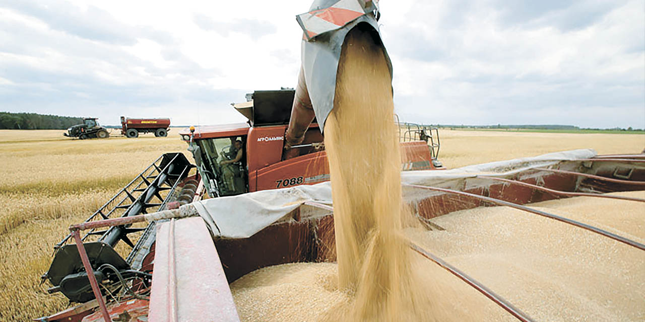 Las importaciones de trigo buscan abastecer la demanda interna. | Foto: Archivo