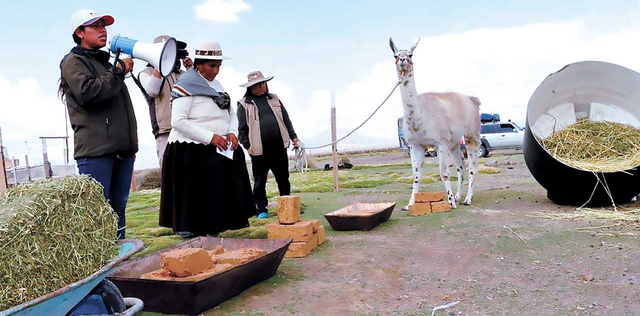 Parte de los proyectos garantizan forraje para el ganado camélido. Foto: PRO-CAMÉLIDOS