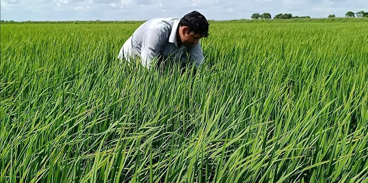 La empresa estatal benefició a más 3.150 productores agrícolas en el país. Foto archivo