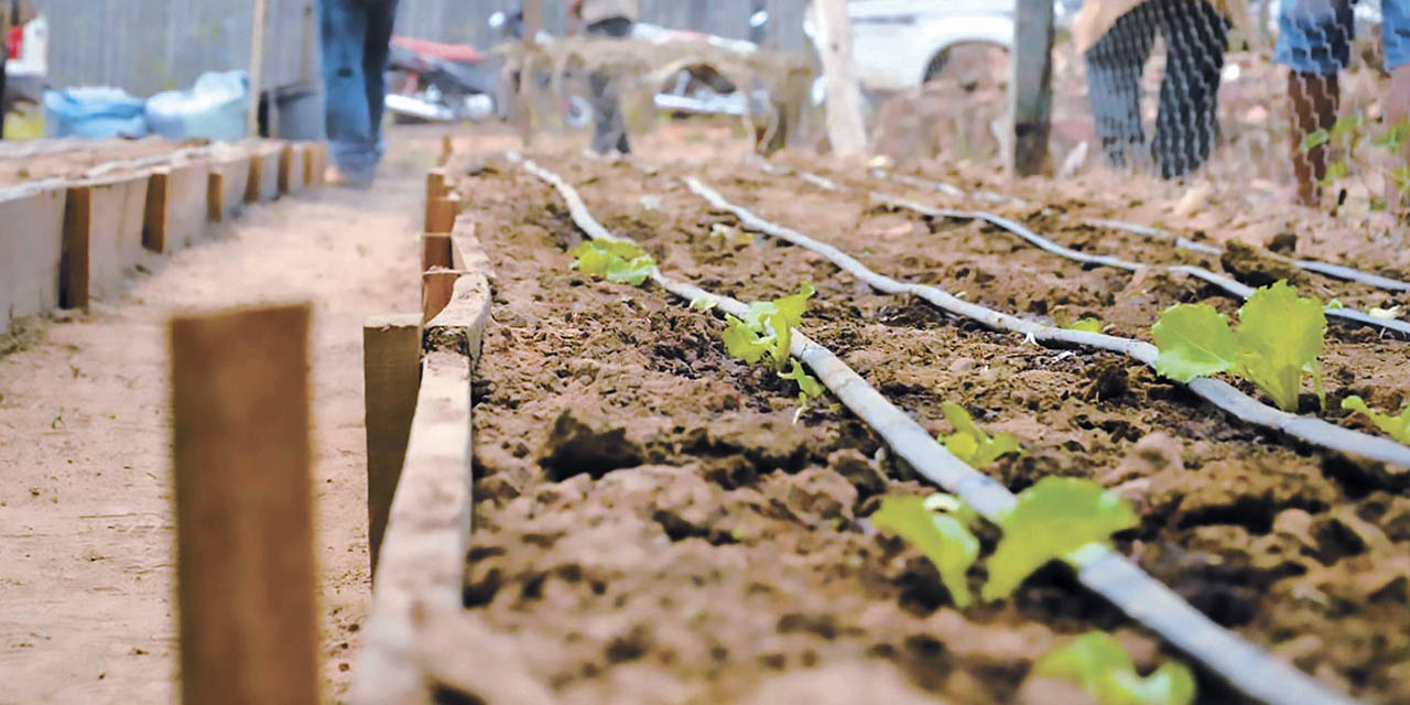 Cada familia podrá producir gran parte de sus alimentos diarios y mejorará sus ingresos.  | Foto: MDRyT