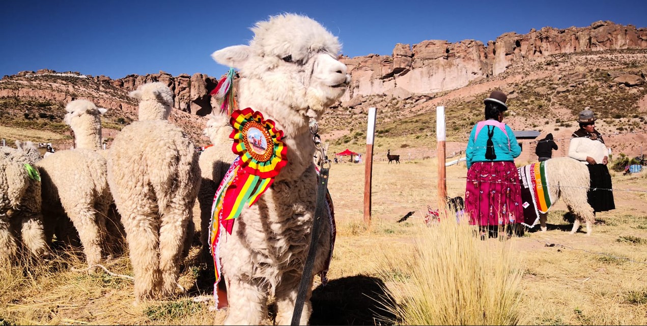 Es apreciada la calidad de los camélidos de Bolivia. Foto Pro Camélidos.