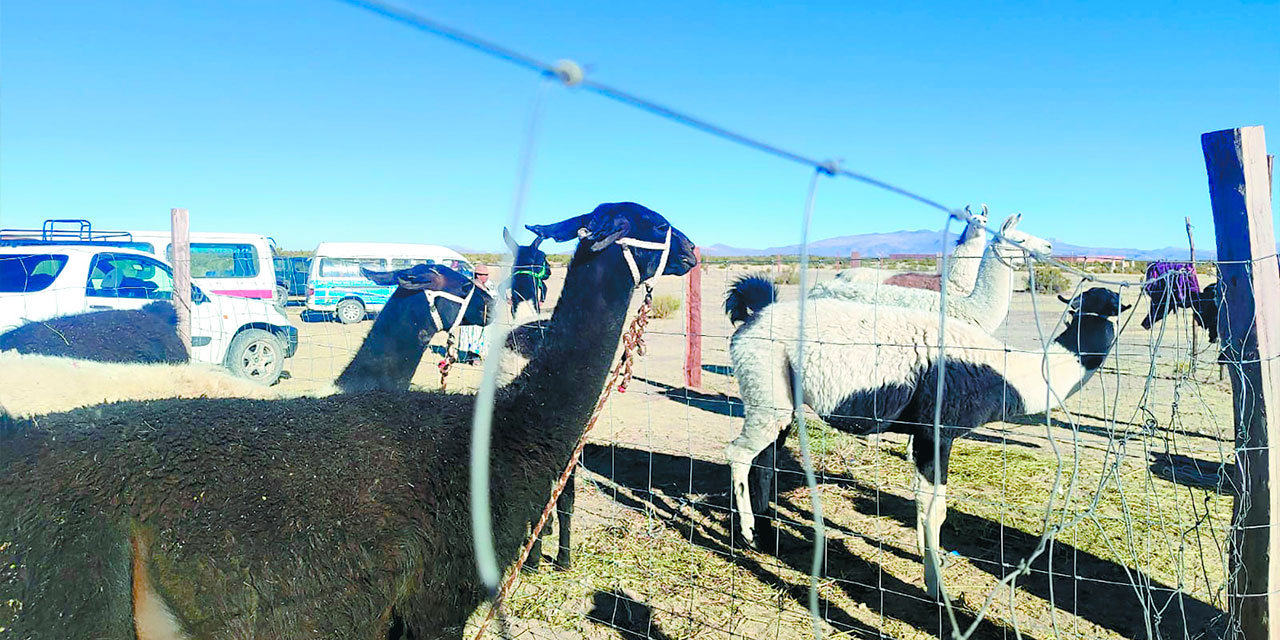 Los proyectos estatales fomentan la producción de carne de camélidos. Foto: Archivo