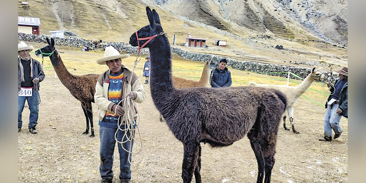 Bolivia lidera la iniciativa mundial de revalorar la relevancia de los camélidos. | Foto: Archivo.