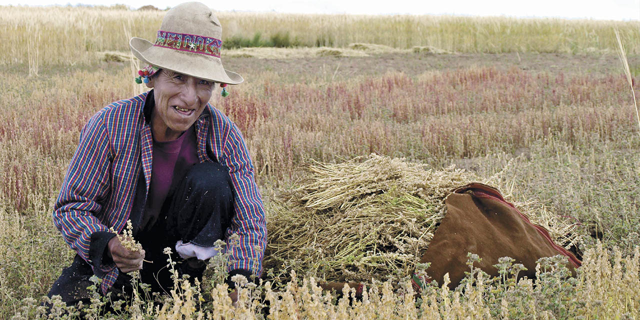 Se busca impulsar el cultivo de cañahua como un alimento estratégico.  | Foto: Archivo