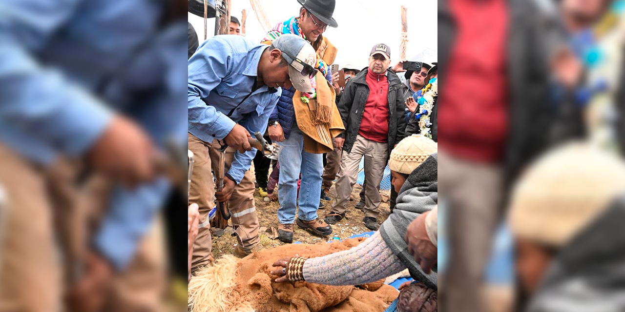 Esquila de vicuña en el municipio de Malla. Foto: Presidencia