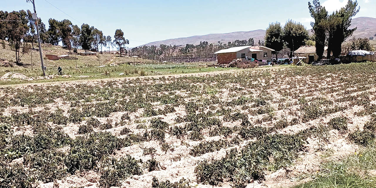 Cultivos afectados por la helada en el occidente boliviano. | Foto: Archivo