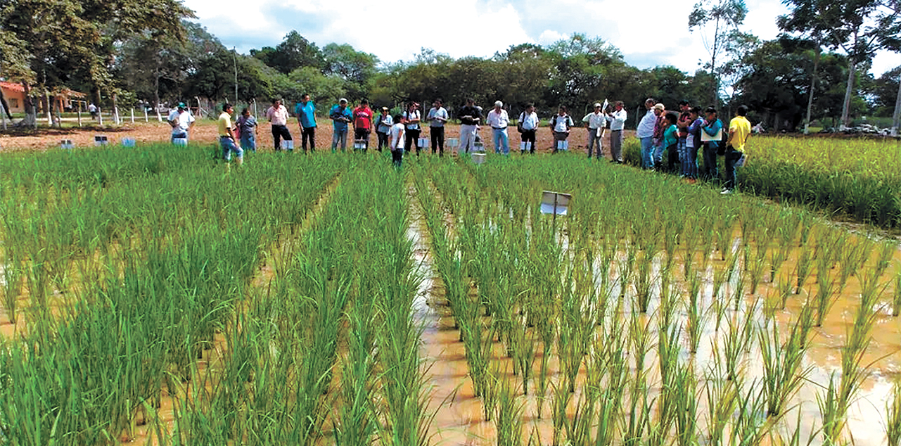 Emapa impulsa el apoyo a los productores primarios de arroz. Foto: Archivo