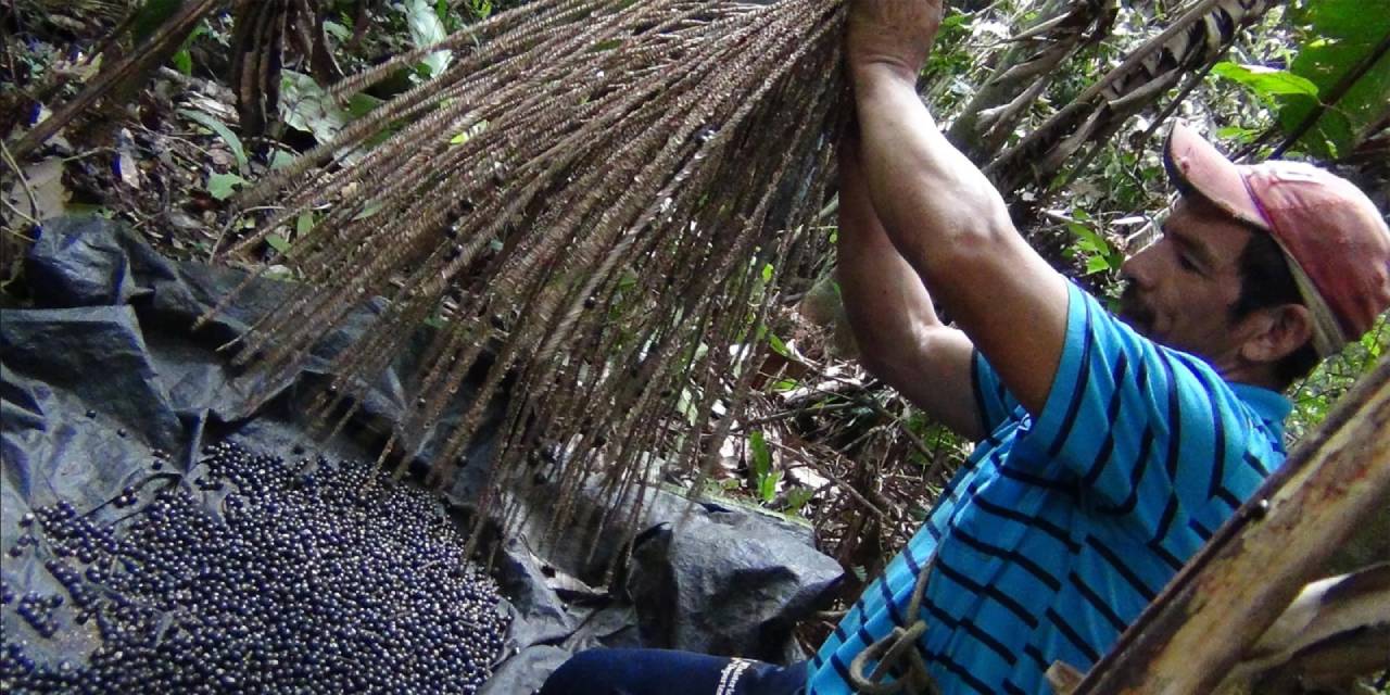 Pando bate un récord en la zafra de asaí y genera más de Bs 3 millones 