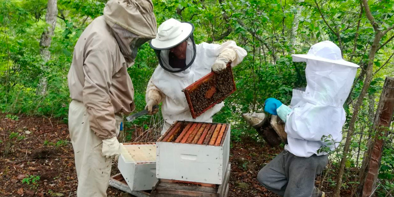 El objetivo es incrementar el volumen de la producción de miel en Chuquisaca. Foto: Archivo