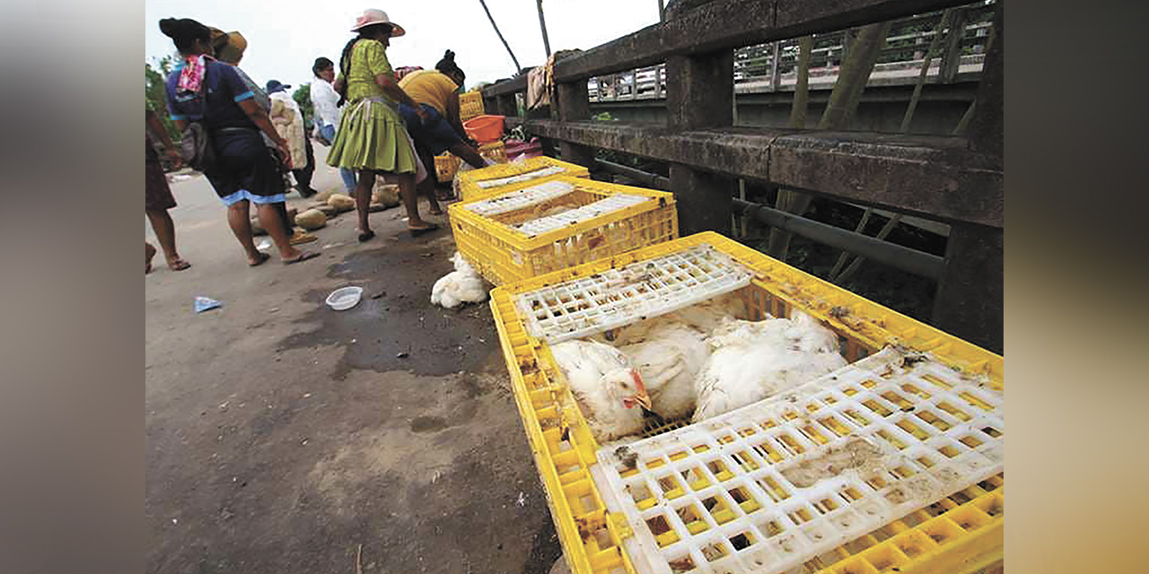 Cientos de productores avícolas corren el riesgo de cerrar sus granjas.  | Foto: RRSS