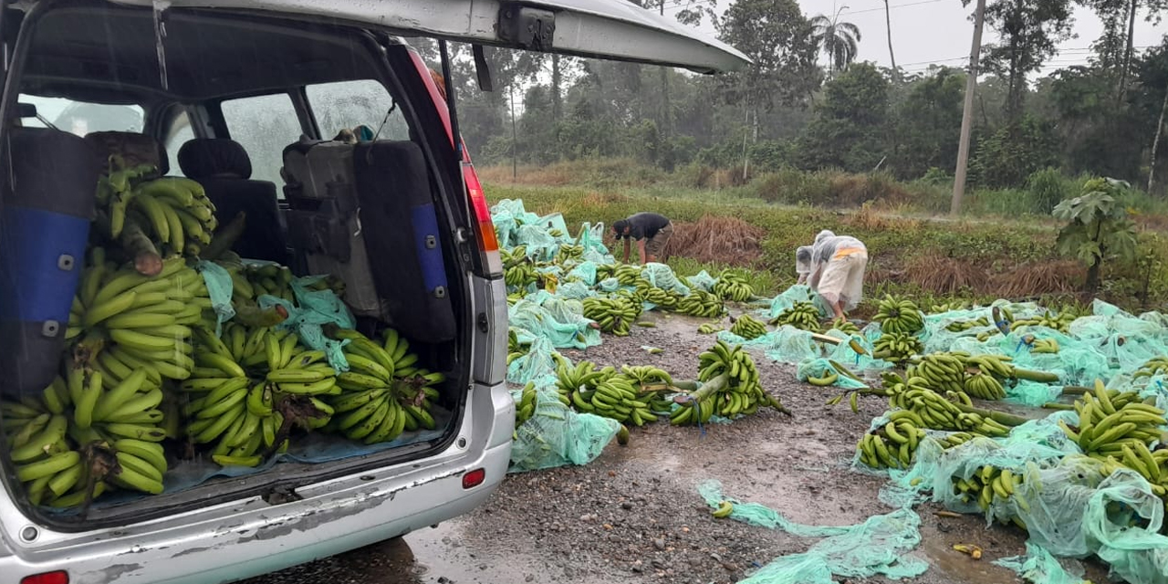 En pasados días bananeros tiraron su producción en plena carretera como protesta ante bloqueo evista. Foto: Sindicato Senda “B” Nueva Canaán.