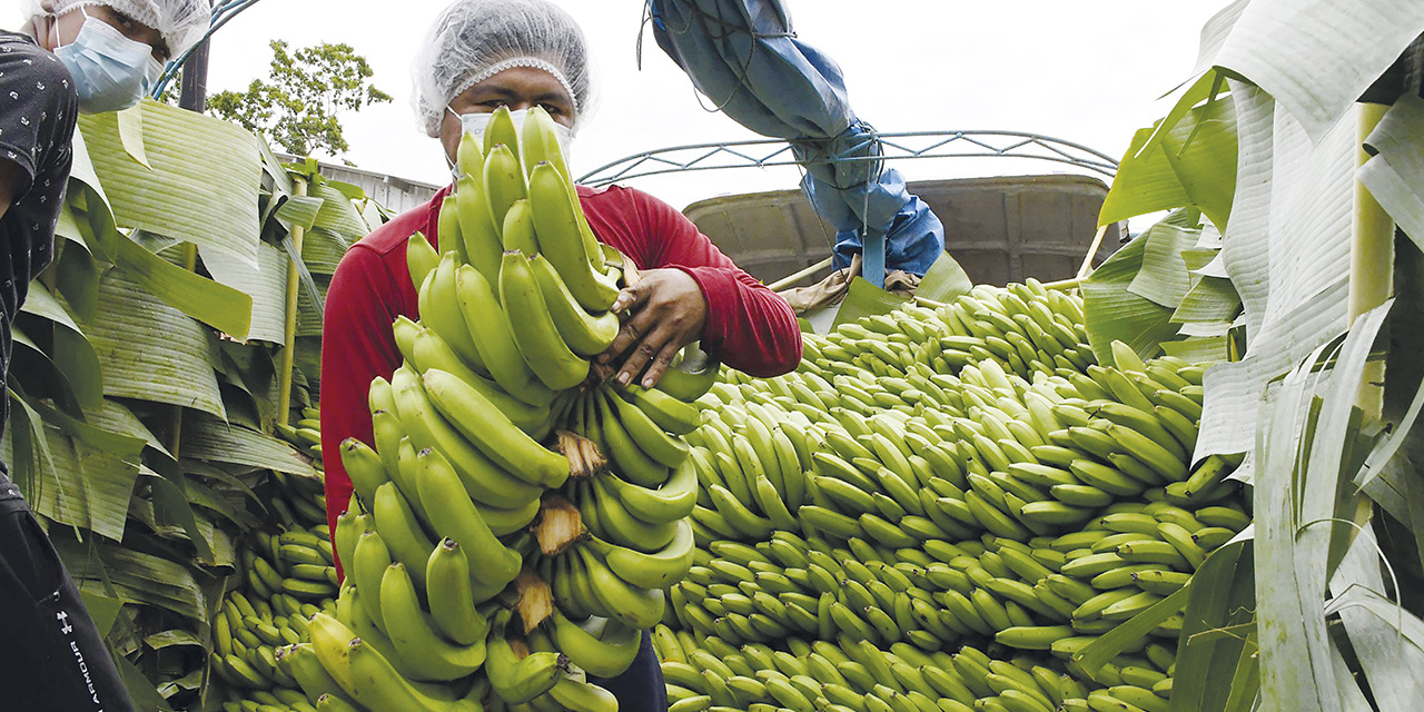 Los exportadores de banano están en emergencia.  | Foto: Archivo.