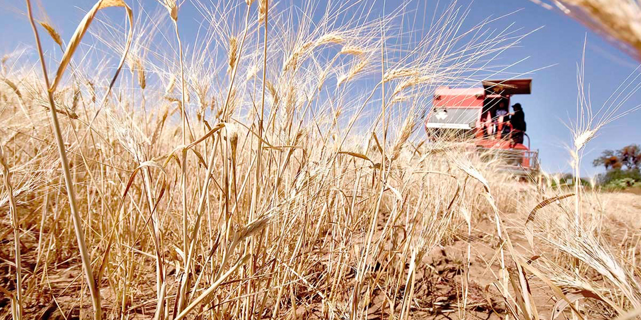 Los 24 municipios son potenciales productores de alimentos estratégicos para el país, como arroz, trigo, soya y caña, entre otros. Foto: Archivo