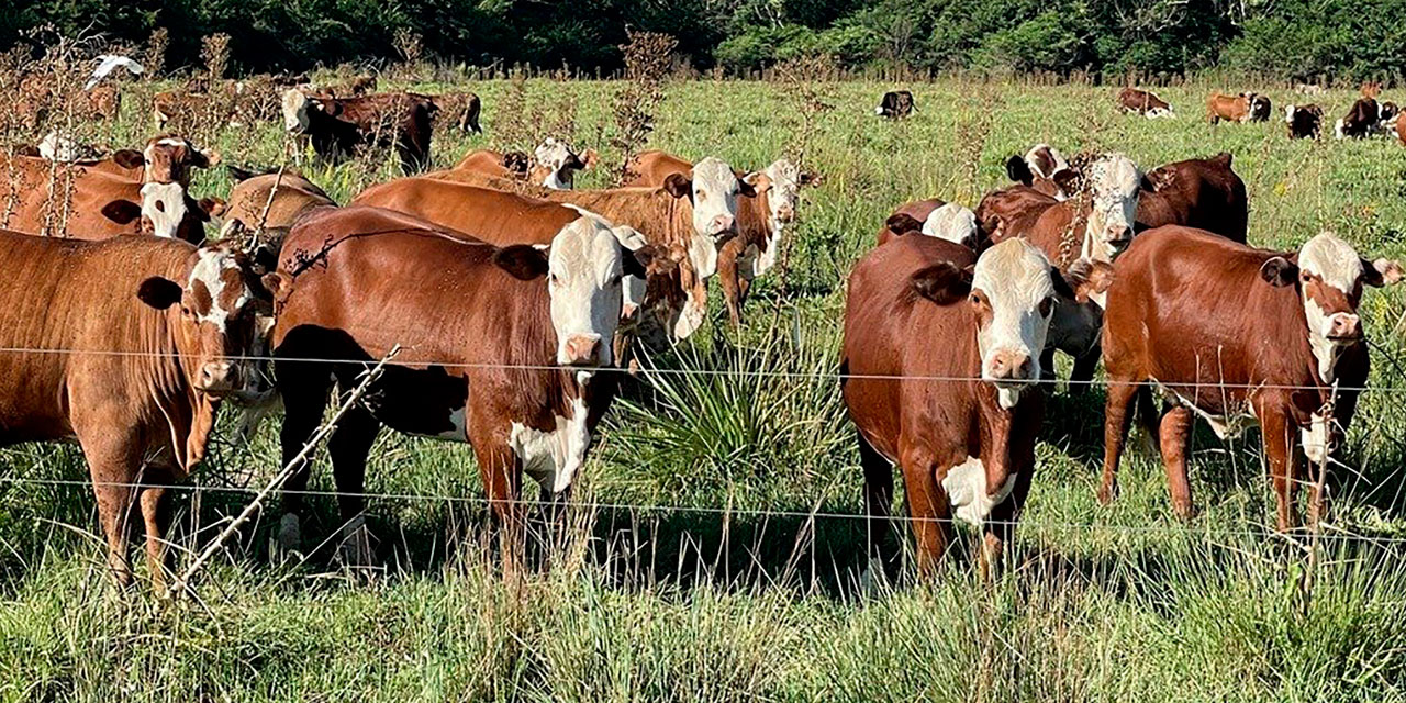 Se plantea una estrategia para potenciar la producción de alimentos. Foto: Archivo