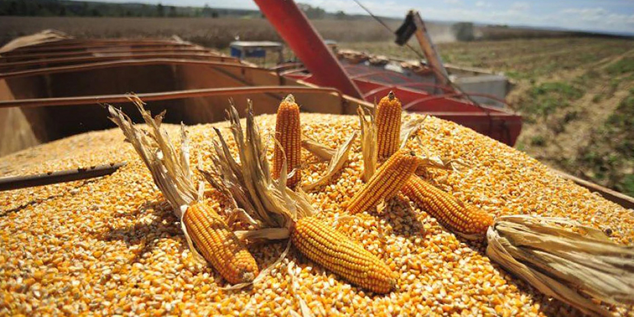 La oferta de maíz garantiza la producción de otro tipo de alimentos esenciales. Foto: Archivo