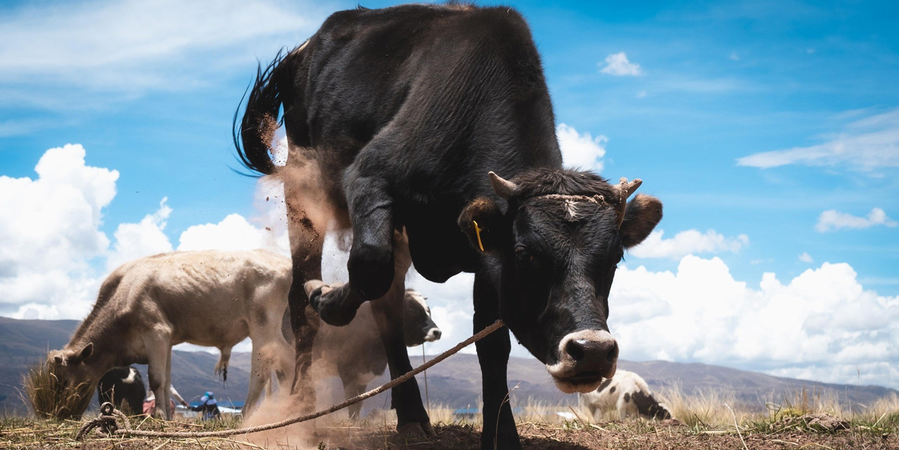 Captura: RRSS Soberanía Alimentaria IPDSA