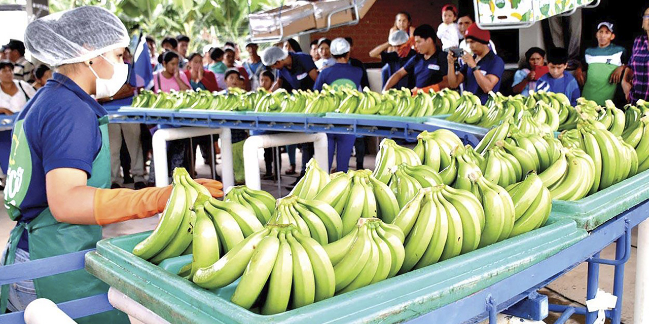 Producción de banano. (Foto: Archivo)