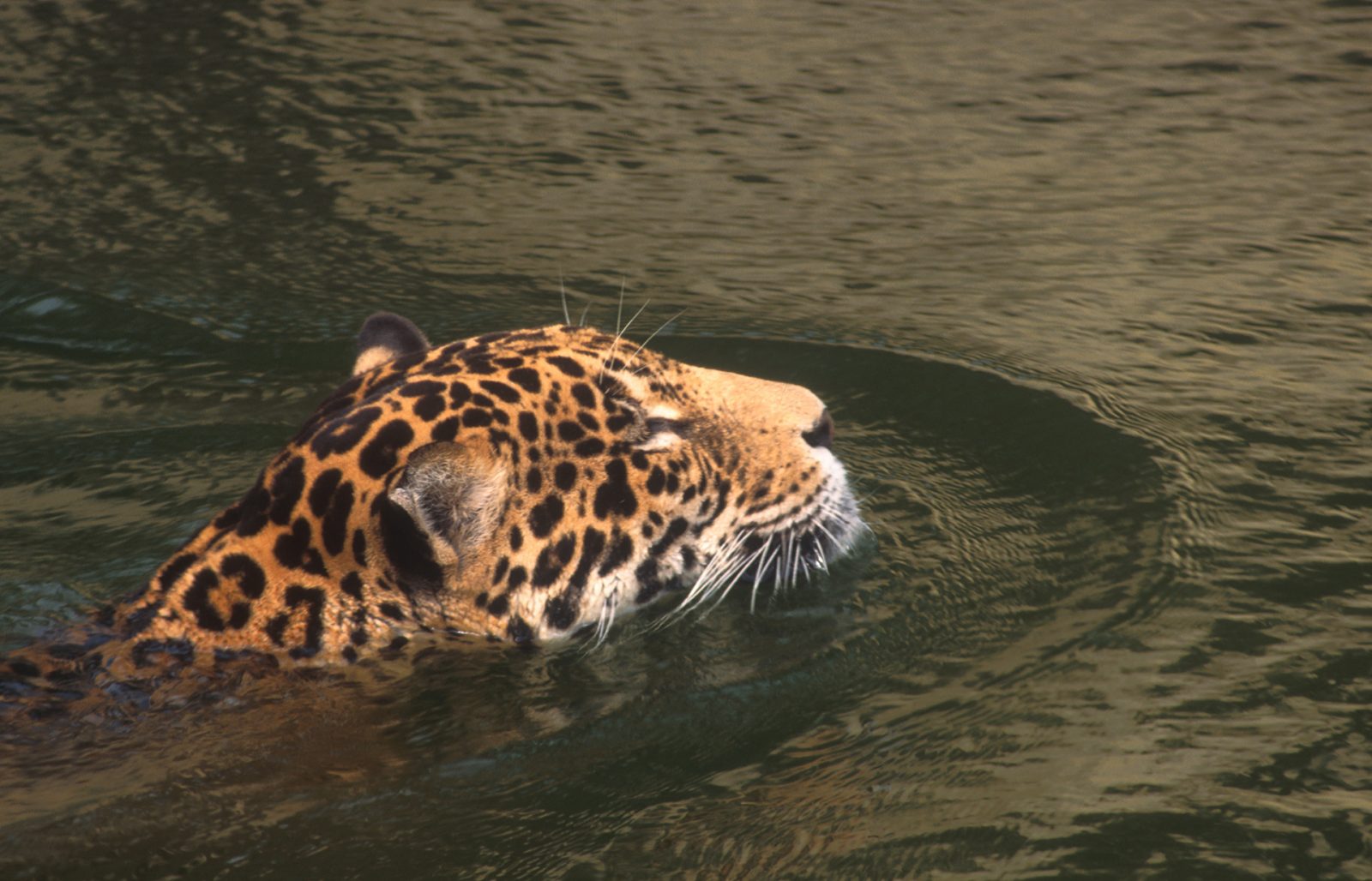 CumbreAmazonica06083