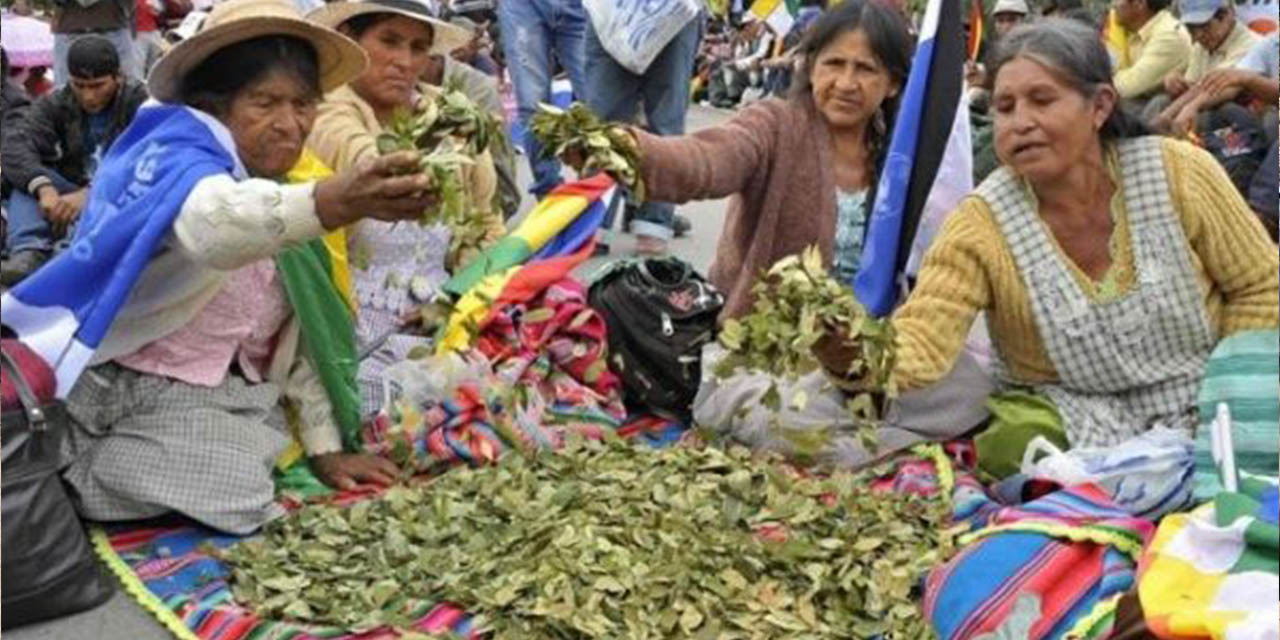 La hoja de coca es considerada como un alimento, medicamento y también es utilizado para rituales. | Foto: Archivo 