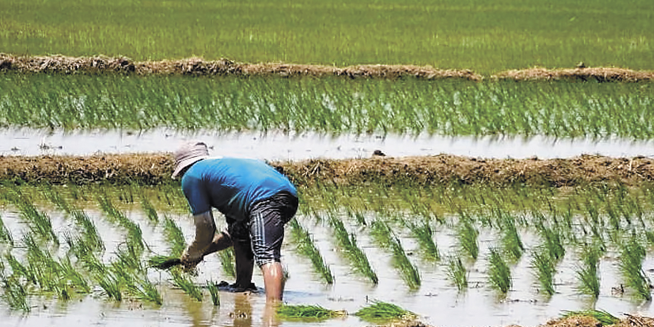 Proceso de siembra de arroz en el oriente boliviano.