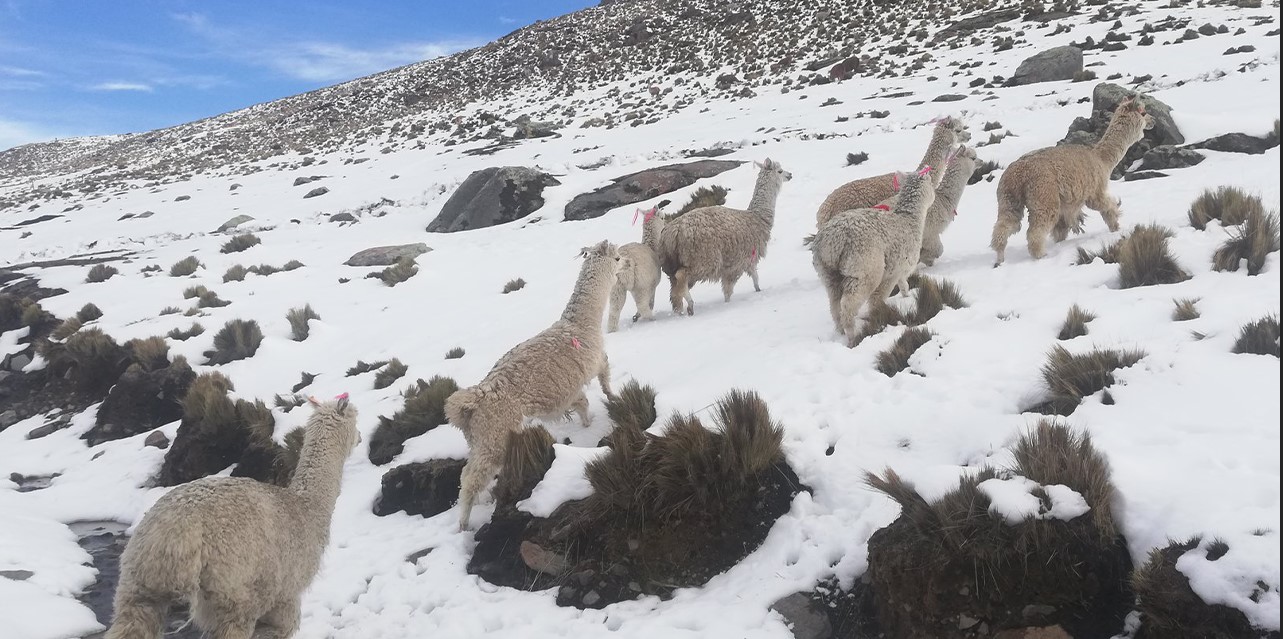 Camélidos soportaron 20 grados bajo cero en el altiplano potosino. Foto RRSS