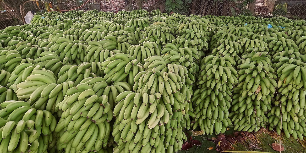 Banana boliviana de exportación. Foto: MDRyT.