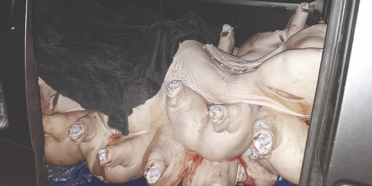 Carne de cerdo comisado en el operativo anticontrabando.